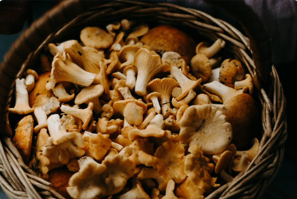 Mushroom Supplements for Energy and Stamina: Powerful Natural Boosters